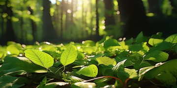 绿叶想起了他出自哪首歌？
