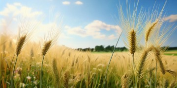 芒种这天适合发布什么歌？