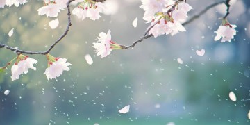 愿你遇上良人相伴出自哪首歌？