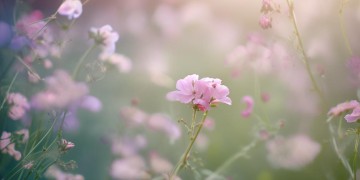 原来花开也有声音出自哪首歌？