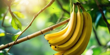 小小杆子啵啵香蕉到底是什么歌？