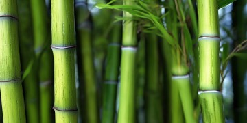 芝麻开花节节高究竟是哪首歌的歌头呢？