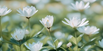 清清的茉莉花出自哪首歌？