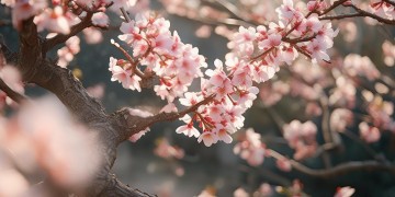 春天的杏花究竟是哪首歌？
